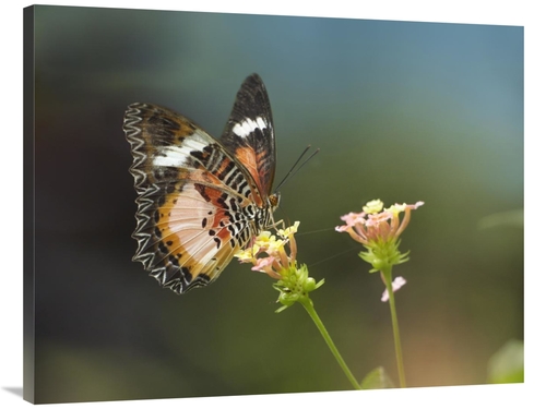 Global Gallery GCS-396560-3040-142 30 x 40 in. Nymphalid Butterfly Fee