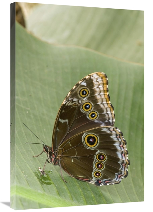 Global Gallery GCS-397270-2436-142 24 x 36 in. Blue Morpho Butterfly&#