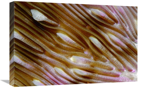 Global Gallery GCS-397585-1624-142 16 x 24 in. Detail of Mushroom Cora