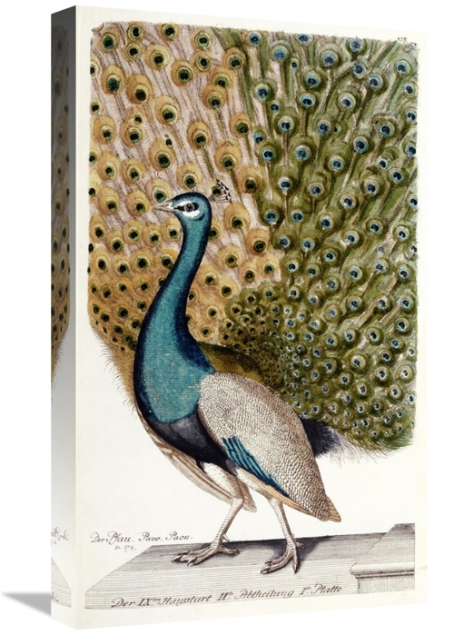 Global Gallery GCS-268238-22-142 22 in. Male Peacock in Full Display A