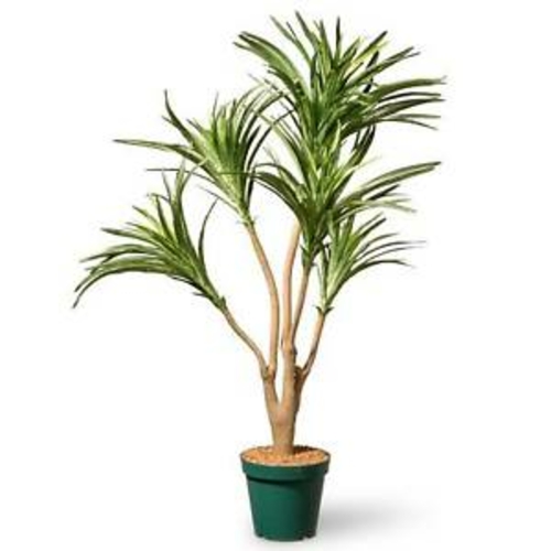 National Tree RAS-394B214R-1 8 lbs 3 ft. Dracaena