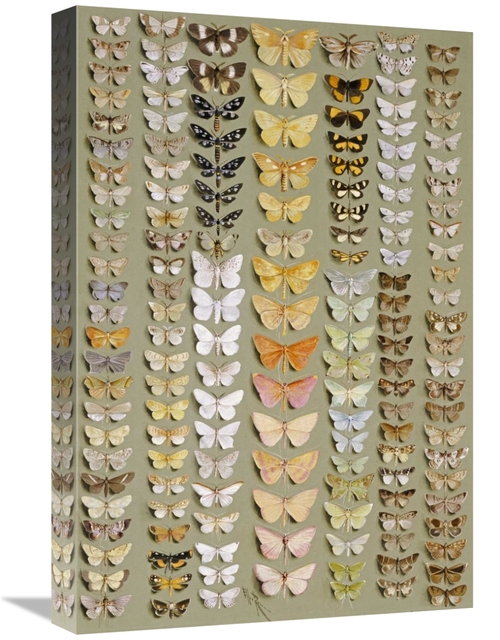 Global Gallery GCS-267203-22-142 22 in. One Hundred & Fifty-Eight Moth