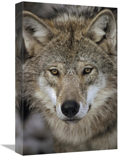 Global Gallery GCS-452487-1218-142 12 x 18 in. European Wolf Portrait&