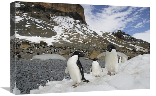 Global Gallery GCS-453566-1624-142 16 x 24 in. Adelie Penguin Trio Wal