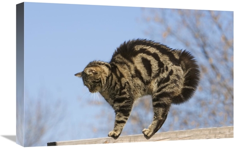 Global Gallery GCS-452586-1624-142 16 x 24 in. House Cat with Raised H