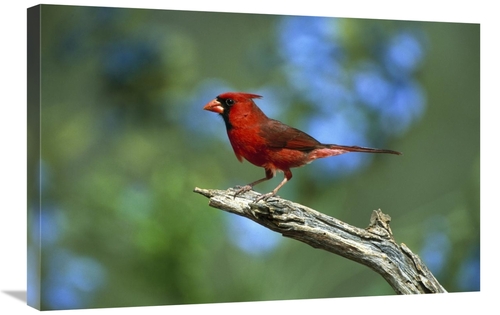 Global Gallery GCS-453289-2030-142 20 x 30 in. Northern Cardinal Male 