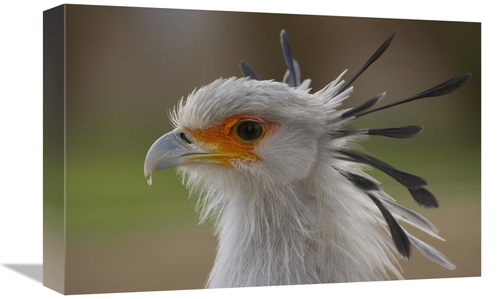 Global Gallery GCS-450903-1218-142 12 x 18 in. Secretary Bird Portrait