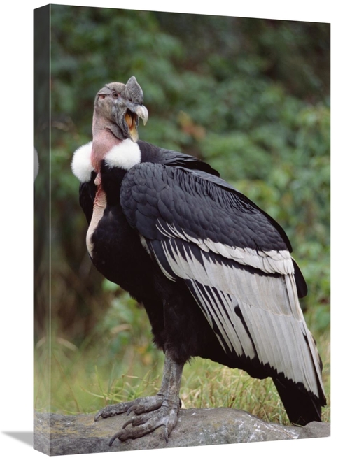 Global Gallery GCS-451245-1624-142 16 x 24 in. Andean Condor Male,