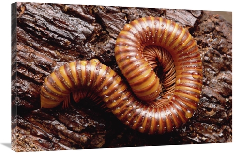 Global Gallery GCS-452934-2436-142 24 x 36 in. Giant Millipede, Tr