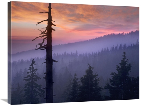 Global Gallery GCS-396395-2432-142 24 x 32 in. Sunset Over Forest,