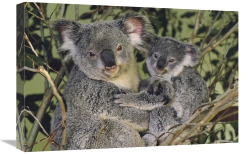 Global Gallery GCS-395754-1624-142 16 x 24 in. Koala Mother with Joey&