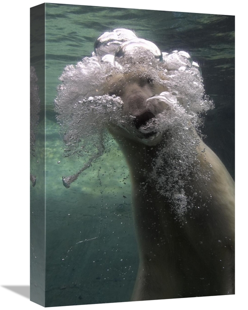 Global Gallery GCS-450889-1218-142 12 x 18 in. Polar Bear Swimming Und