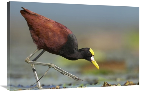 Global Gallery GCS-396055-2436-142 24 x 36 in. Northern Jacana Foragin