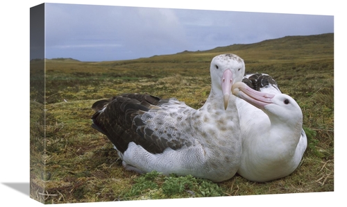 Global Gallery GCS-395601-1218-142 12 x 18 in. Tristan Wandering Albat