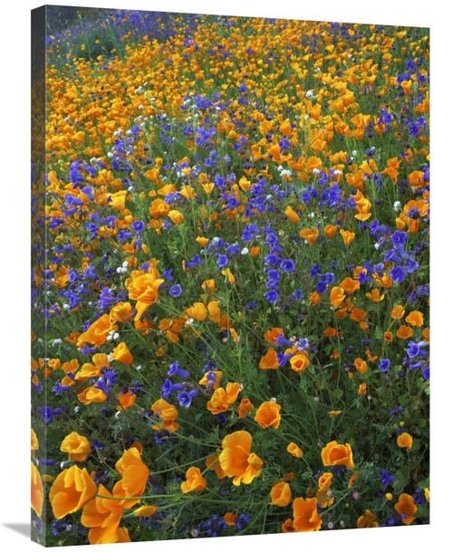 Global Gallery GCS-452256-2432-142 24 x 32 in. California Poppy & Dese