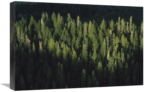 Global Gallery GCS-450925-1624-142 16 x 24 in. Forest Aerial VIew,