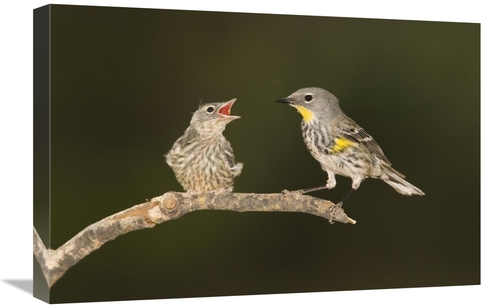 Global Gallery GCS-453337-1624-142 16 x 24 in. Yellow-Rumped Warbler C