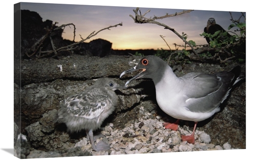 Global Gallery GCS-451520-2030-142 20 x 30 in. Swallow-Tailed Gull Gua