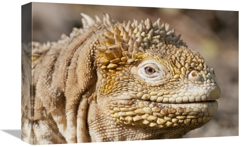 Global Gallery GCS-395622-1218-142 12 x 18 in. Galapagos Land Iguana P