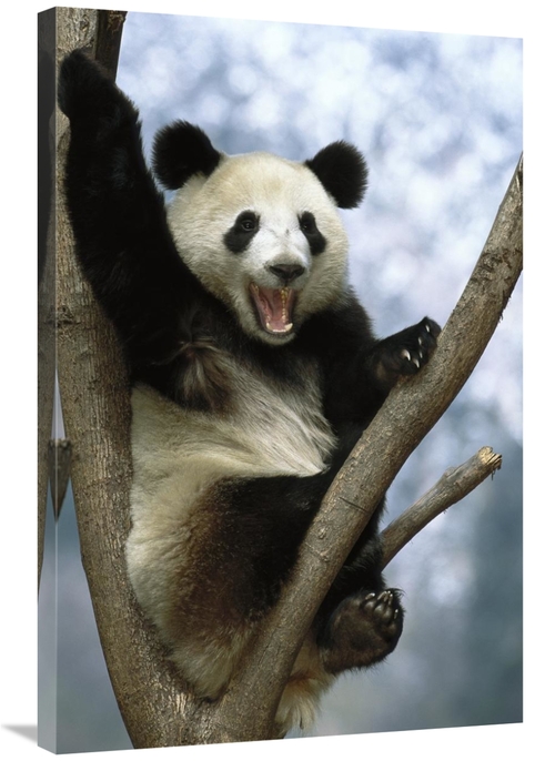 Global Gallery GCS-453116-2436-142 24 x 36 in. Giant Panda, Wolong