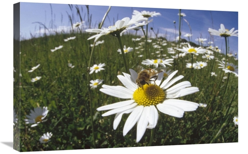 Global Gallery GCS-452277-2030-142 20 x 30 in. Hoverfly Collecting Nec