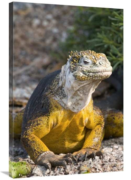 Global Gallery GCS-397351-2436-142 24 x 36 in. Galapagos Land Iguana&#