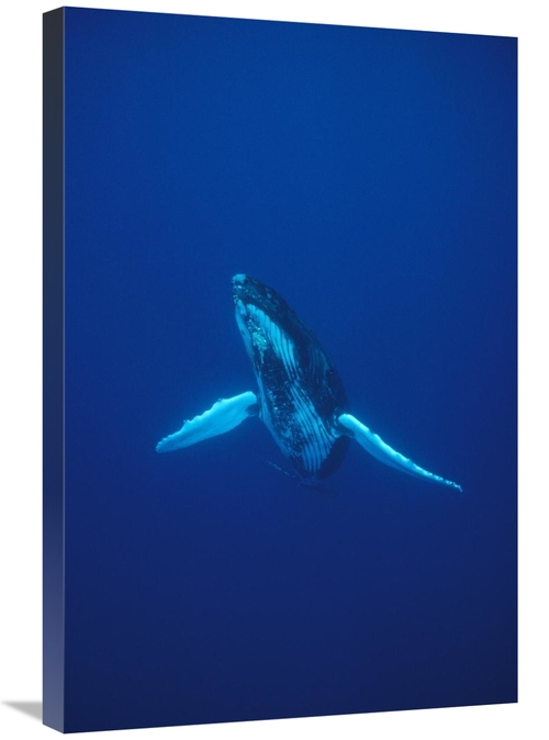 Global Gallery GCS-450585-2030-142 20 x 30 in. Humpback Whale Underwat