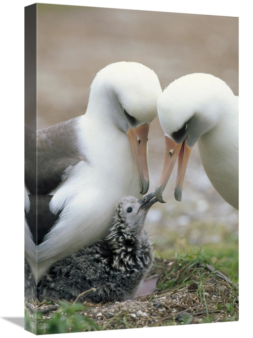 16 x 24 in. Laysan Albatross Parents Exchanging Chick Guarding Duties&