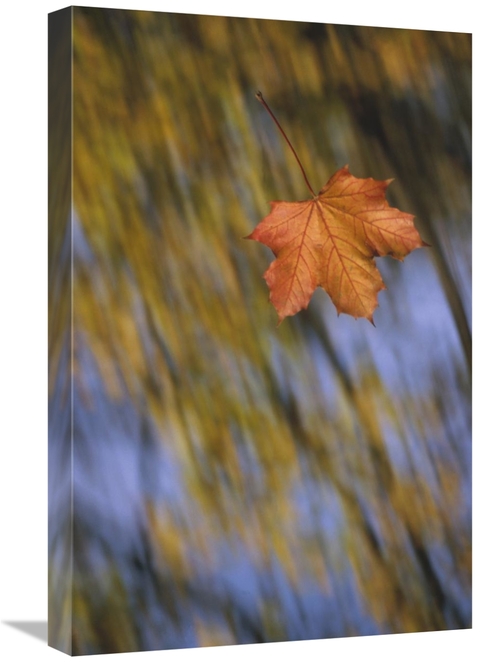 Global Gallery GCS-452404-1624-142 16 x 24 in. Falling Maple Leaf,