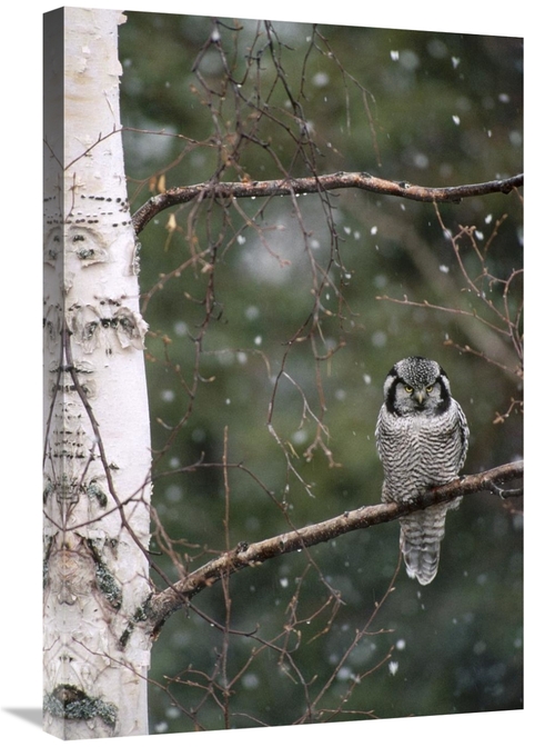 Global Gallery GCS-451845-2030-142 20 x 30 in. Northern Hawk Owl Perch