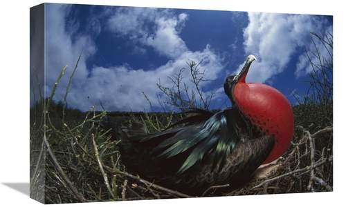 Global Gallery GCS-451758-1218-142 12 x 18 in. Great Frigatebird Male 
