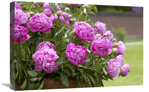 Global Gallery GCS-398365-1624-142 16 x 24 in. Peony Double Pink Varie