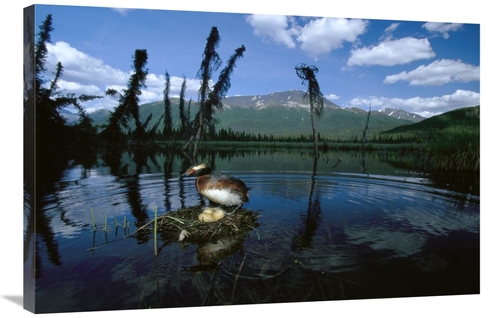 Global Gallery GCS-451918-2436-142 24 x 36 in. Horned Grebe Adult At N