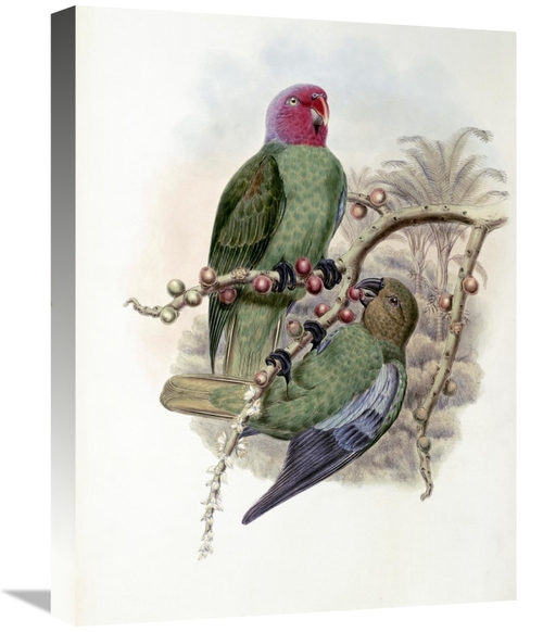 Global Gallery GCS-277793-22-142 22 in. Tenimber Parrot Art Print - Jo