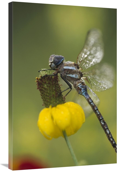 Global Gallery GCS-451975-2436-142 24 x 36 in. Southern Hawker Dragonf