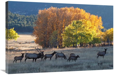 Global Gallery GCS-486560-36-142 36 in. Fall Morning with Elk Art Prin