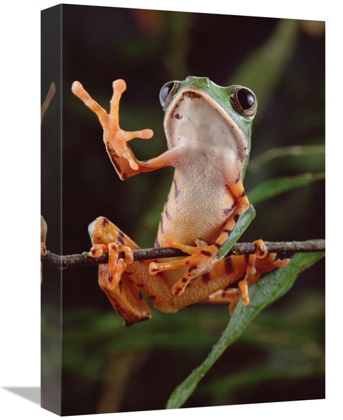 Global Gallery GCS-397695-1218-142 12 x 18 in. Tiger-Striped Leaf Frog