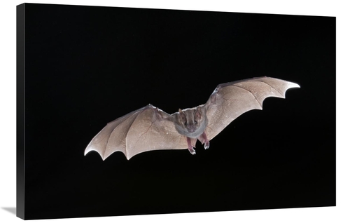 Global Gallery GCS-397319-2436-142 24 x 36 in. Jamaican Fruit-Eating B