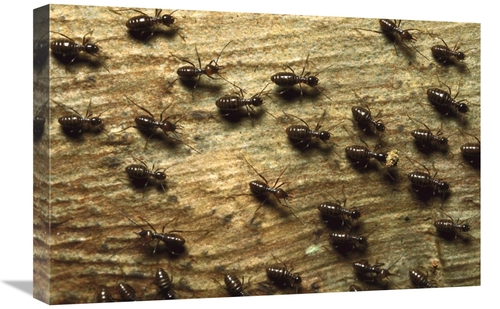 Global Gallery GCS-452370-1624-142 16 x 24 in. Termite Group on Wood w