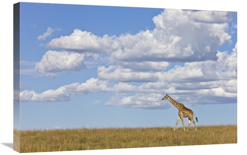 Global Gallery GCS-395332-2030-142 20 x 30 in. Masai Giraffe Walking&#