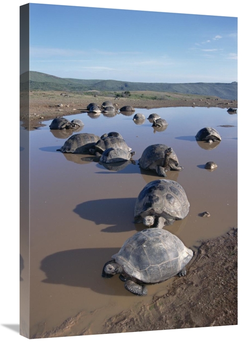 Global Gallery GCS-451565-2030-142 20 x 30 in. Volcan Alcedo Giant Tor