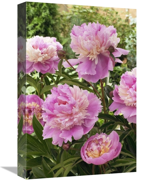 Global Gallery GCS-398387-1218-142 12 x 18 in. Peony Mme Emile Debaten