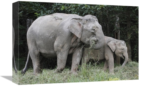 Global Gallery GCS-397723-1218-142 12 x 18 in. Asian Elephant Mother &