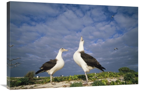 Global Gallery GCS-451423-2436-142 24 x 36 in. Laysan Albatross Courts