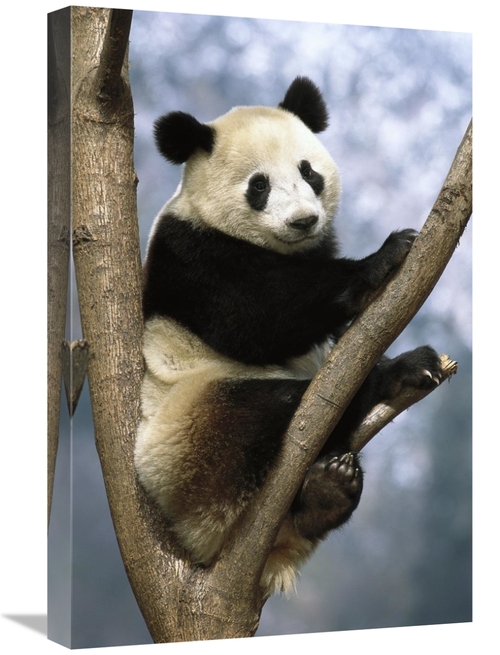 Global Gallery GCS-397897-1624-142 16 x 24 in. Giant Panda Wolong Vall