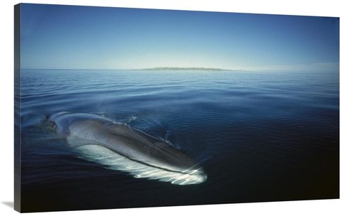 Global Gallery GCS-451687-44-142 44 in. Fin Whale At Winter Feeding Gr