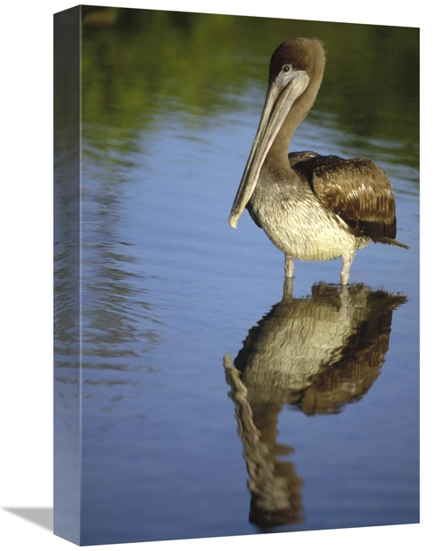 Global Gallery GCS-451303-1218-142 12 x 18 in. Brown Pelican Juvenile&