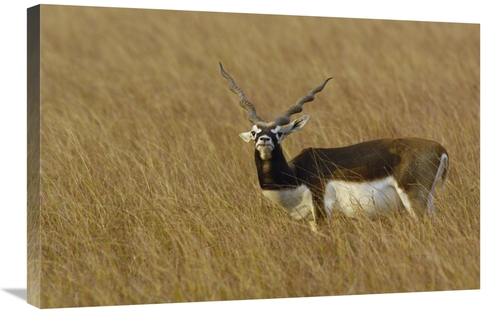 Global Gallery GCS-453065-2030-142 20 x 30 in. Blackbuck Male, Vel