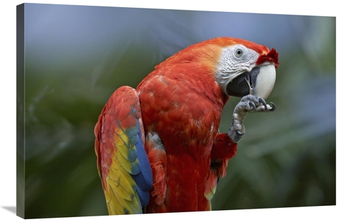 Global Gallery GCS-452249-2436-142 24 x 36 in. Scarlet Macaw Eating&#4