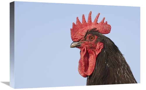 Global Gallery GCS-397520-1624-142 16 x 24 in. Domestic Chicken - Clos